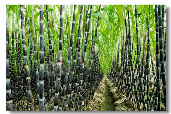 燃气锅炉运行前为什么要举行水压试验？？？