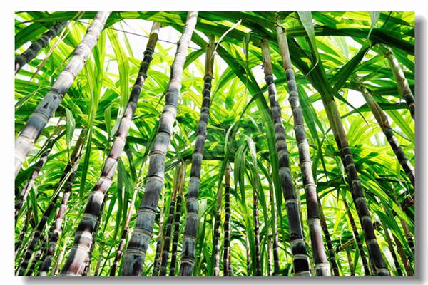 焦炭颗粒的燃烧速率受到哪些因素的影响？？？