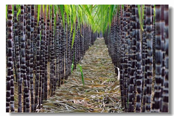 循环流化床锅炉的基本特点是什么？？